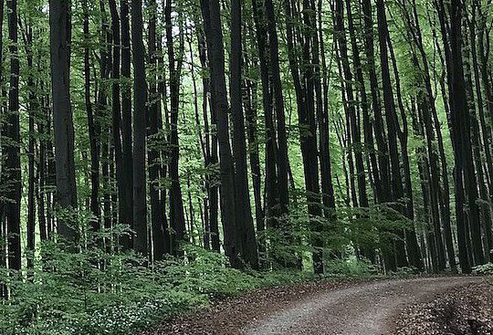 Wanderung durch den Wienerwald