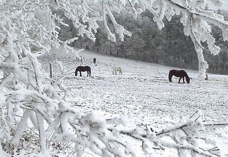 Winterlandschaft Wienerwaldhof