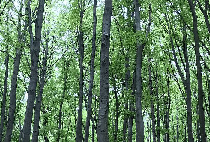 Wandern durch den Wienerwald