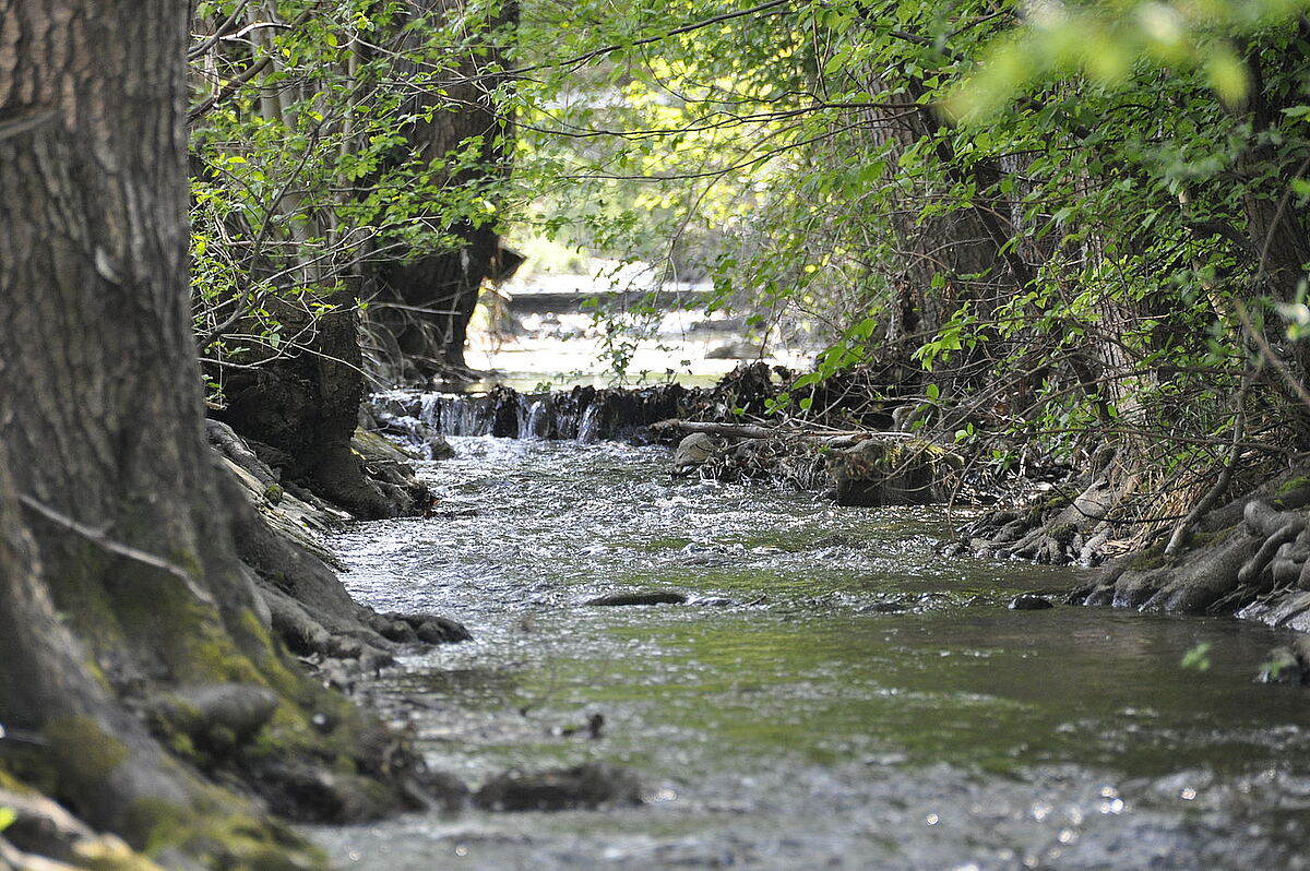 Umgebung im Wienerwald